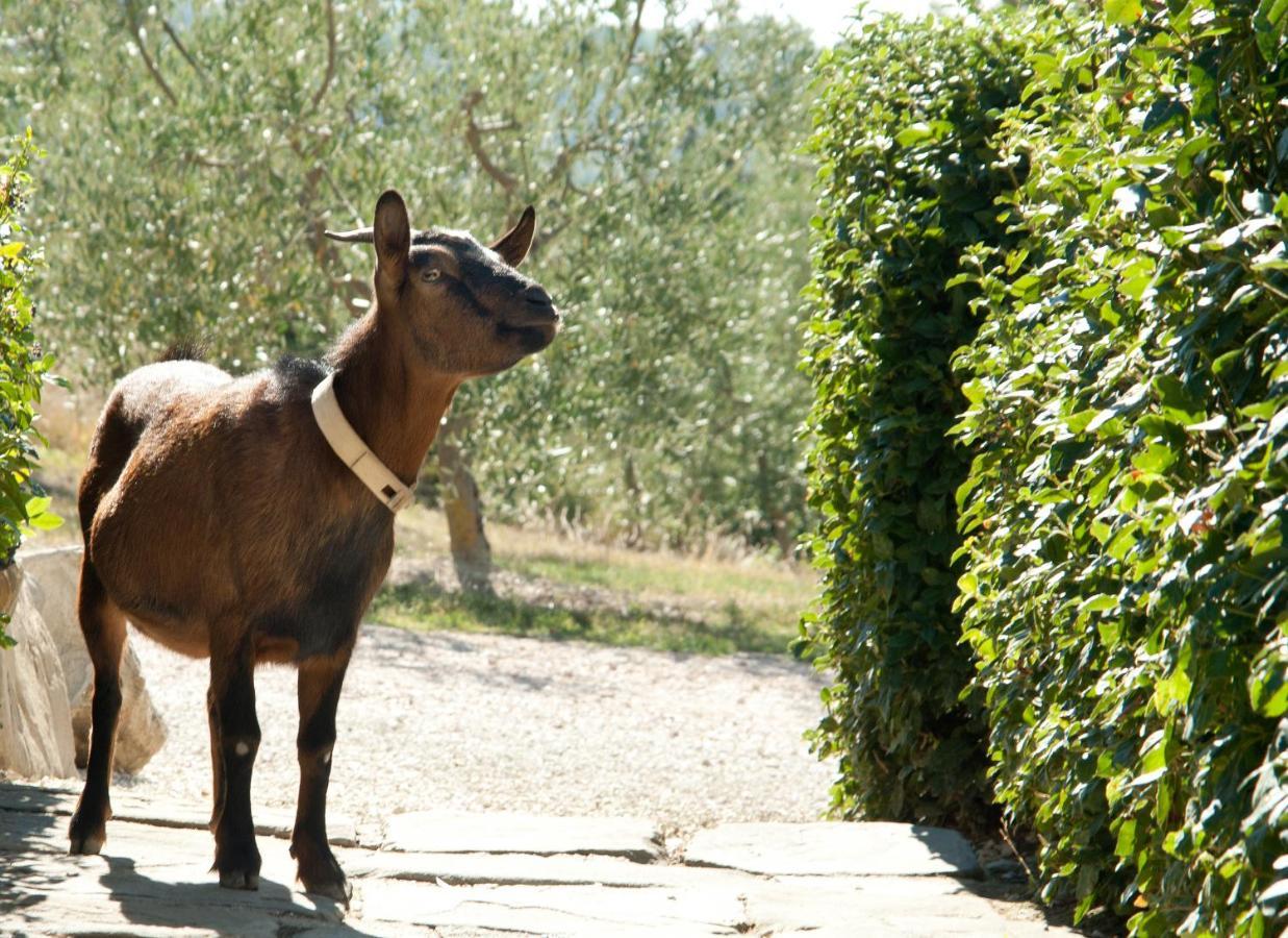 Tenuta Di Forte Sorgnano Gualdo Cattaneo Bagian luar foto